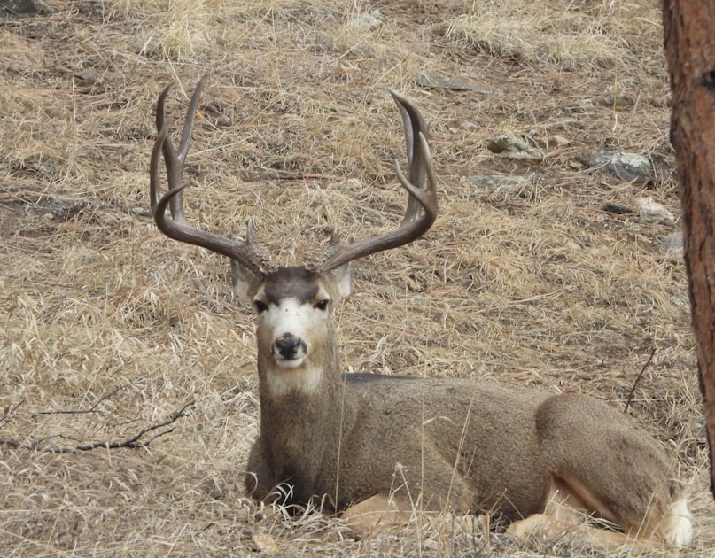 Trophy mule deer buck in Arizona desert terrain with saguaro cactus and rocky mountains