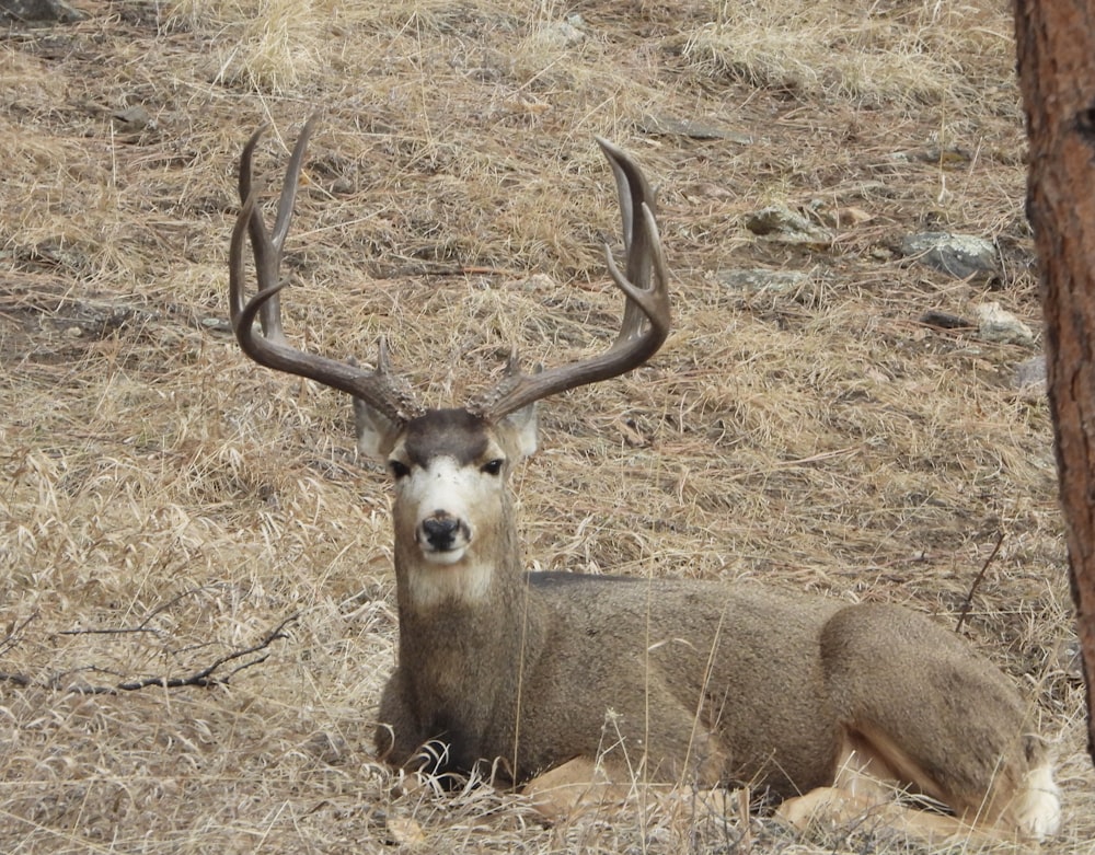 brown deer lying on brown grass during daytime