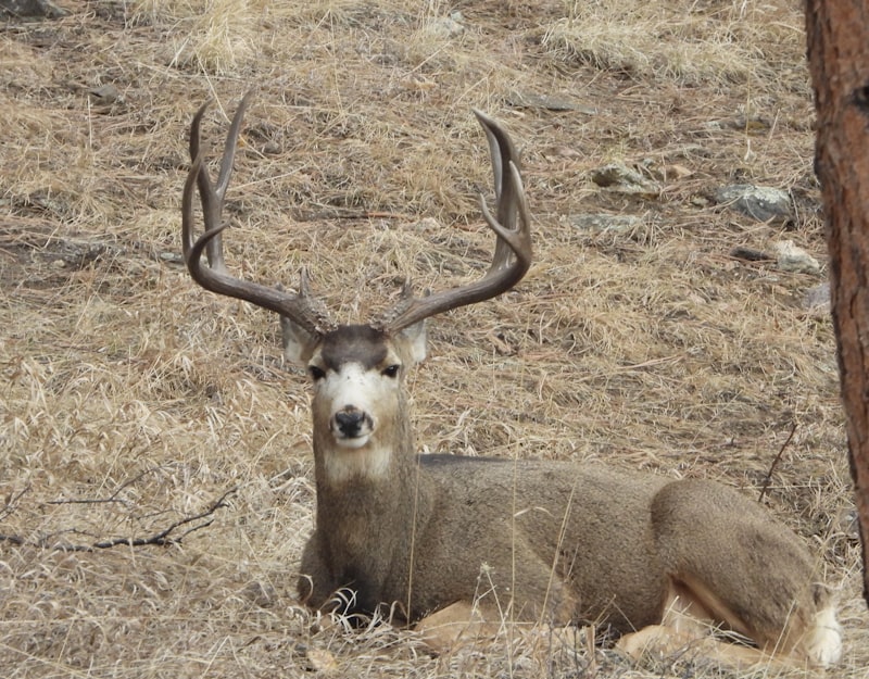 Mule Deer Buck