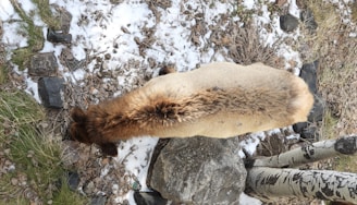 A brown and tan animal is seen from above, possibly a bear, walking on a patchy ground with snow and grass. The ground is mixed with rocks and dry leaves. The animal's fur has a darker stripe running along its back.