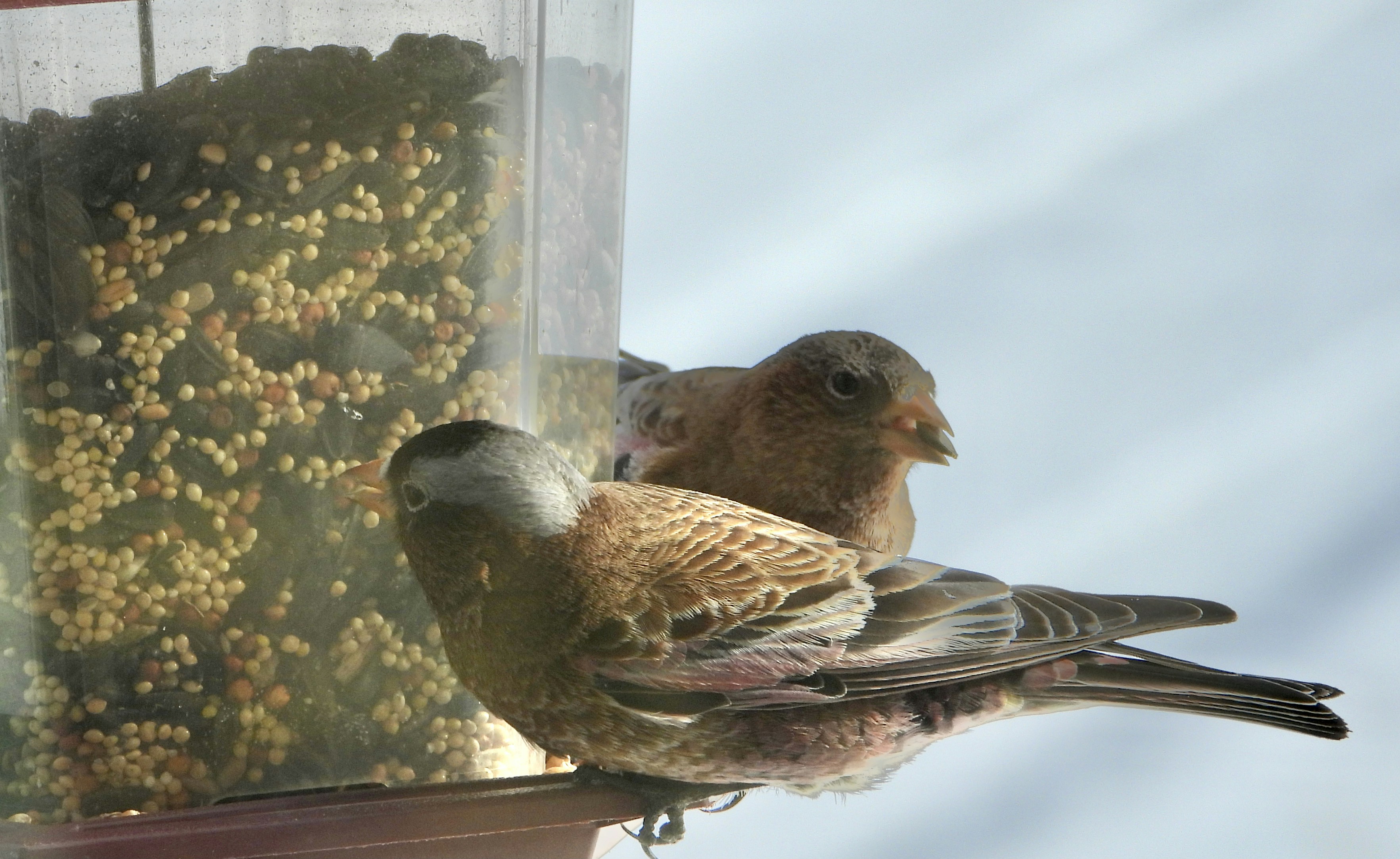 Bird Feeding