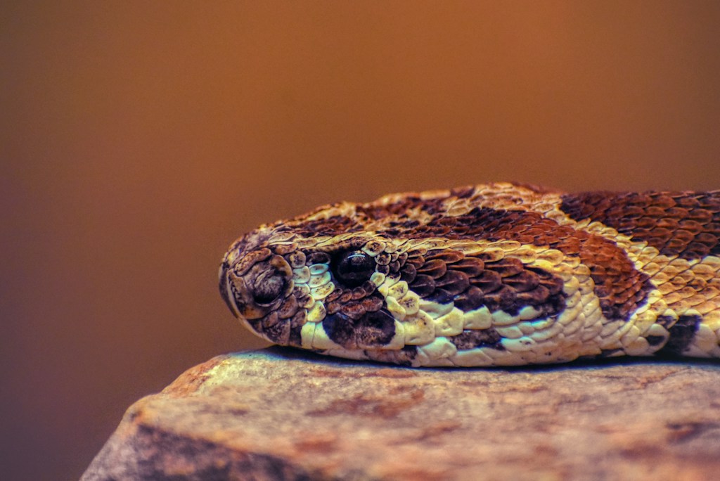 Classic Corn Snake