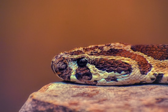 A close-up view of a snake resting on a rock, showcasing its intricate scale patterns in shades of brown, yellow, and black. The background is softly blurred, creating a warm and earthy tone, highlighting the textures and patterns on the snake's skin.