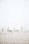 herd of sheep on field