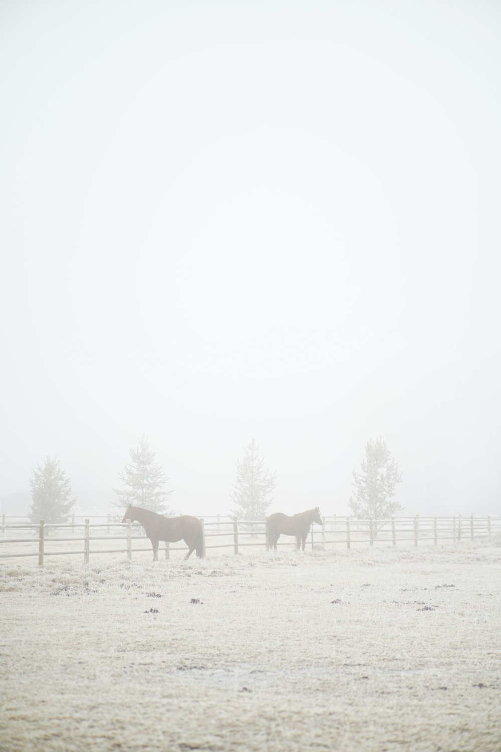 herd of sheep on field