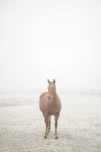 brown horse on white sand during daytime