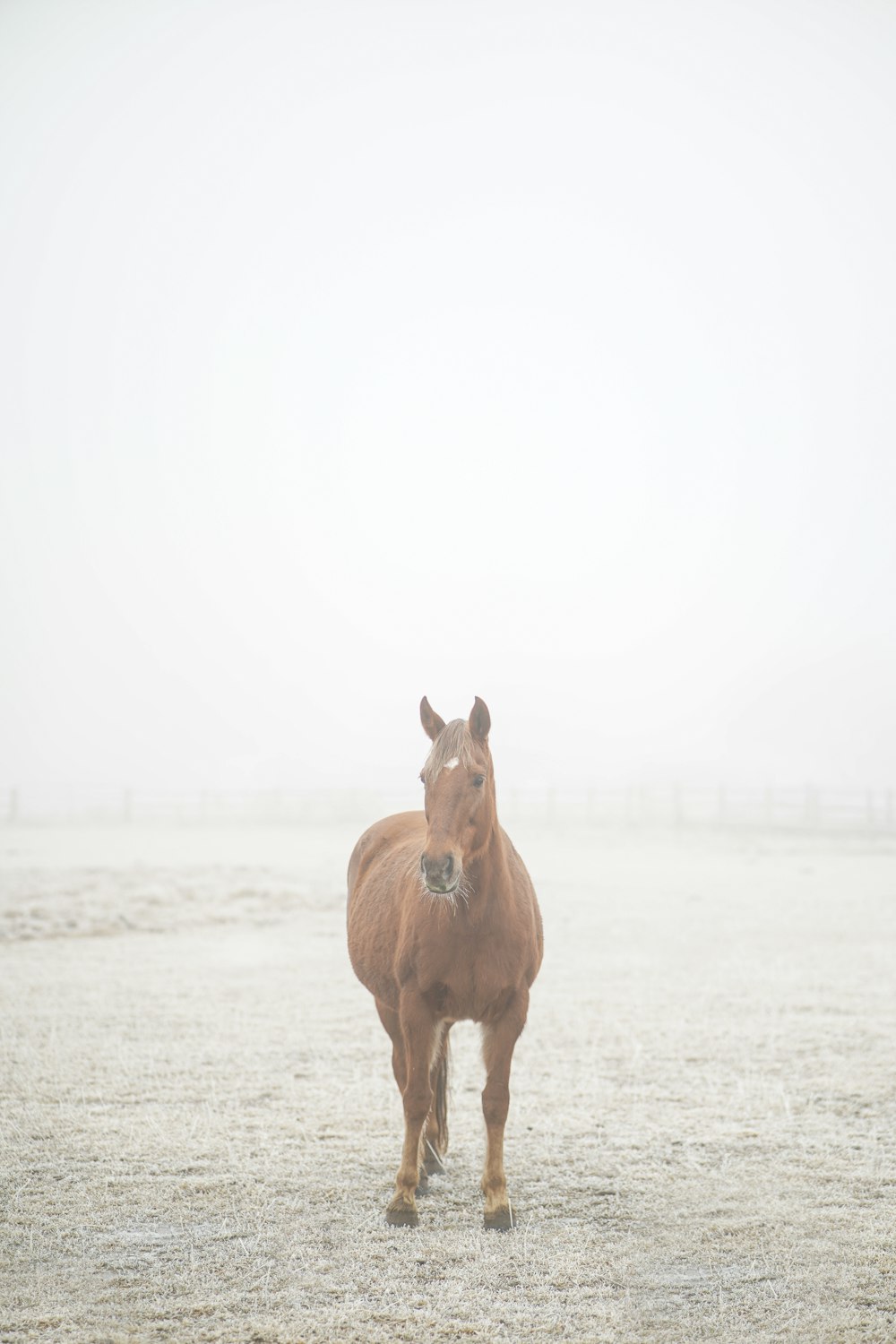 brown horse on white sand during daytime