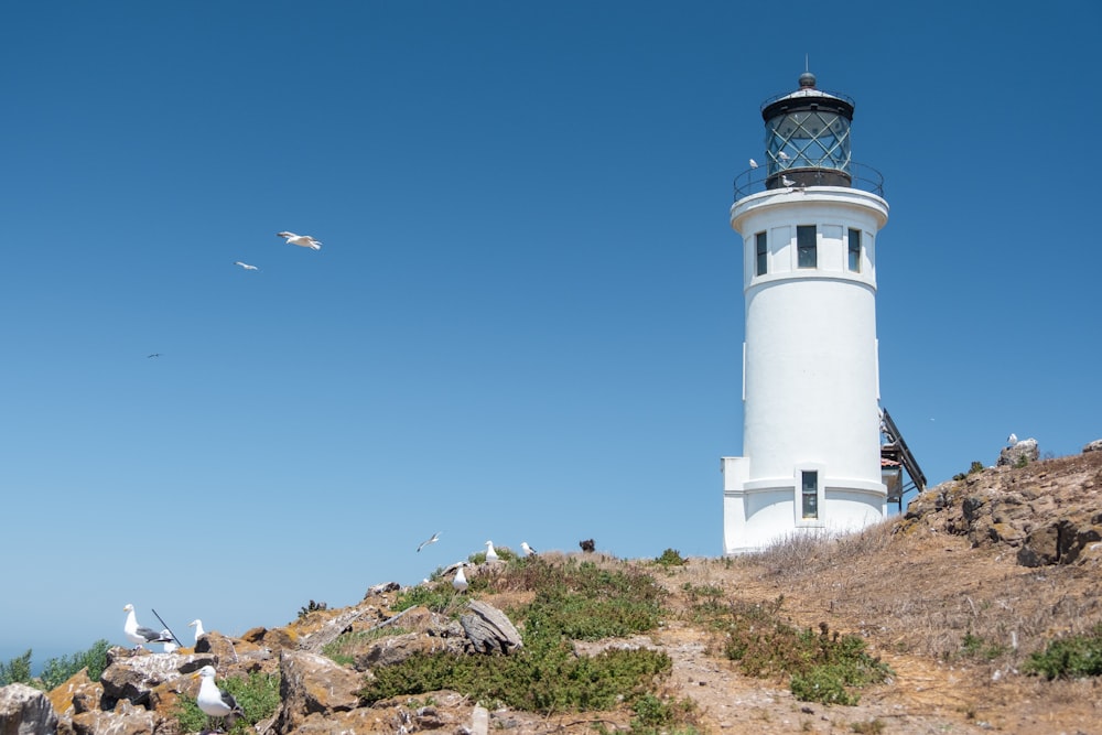 white and black lighthouse under blue sky during daytime