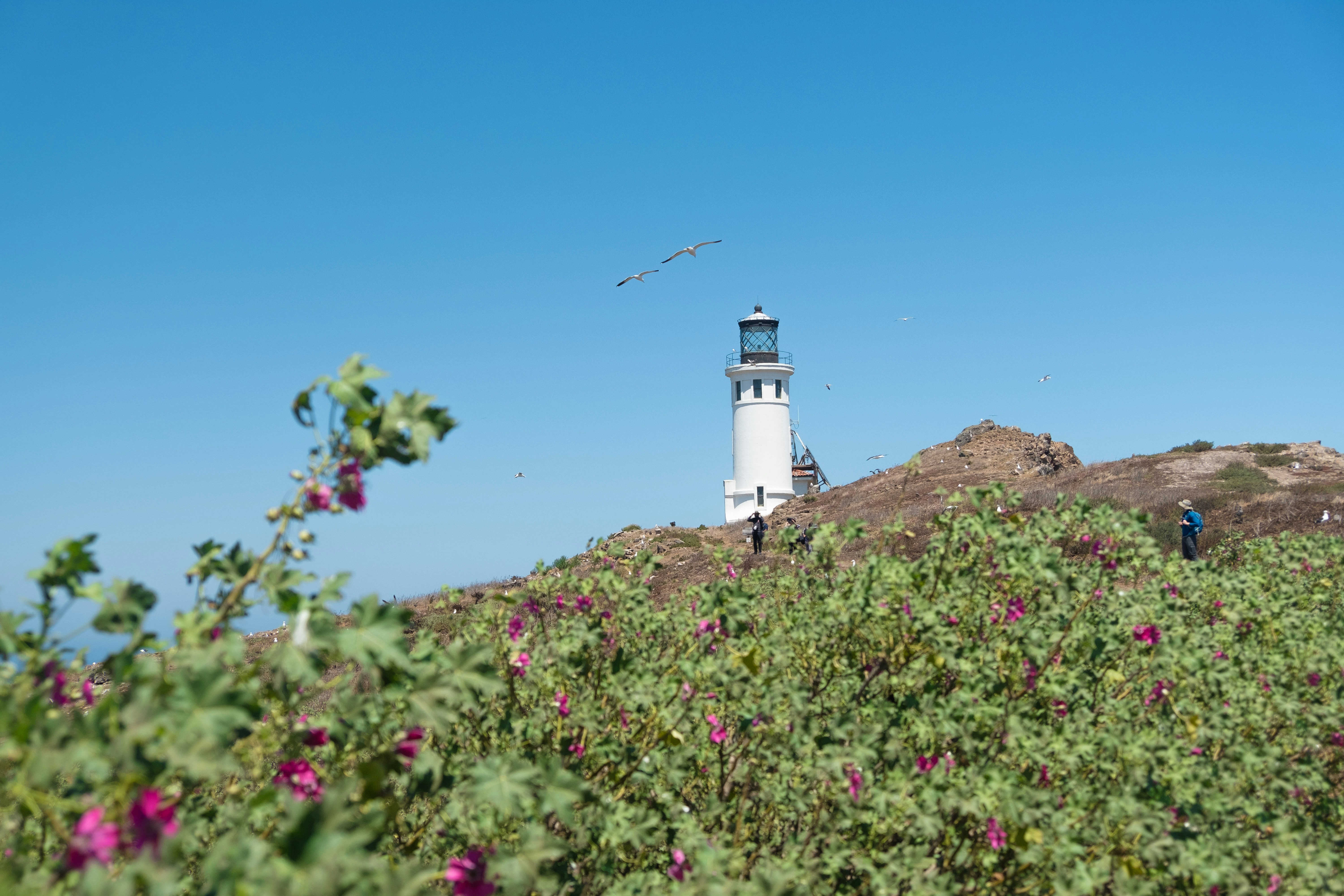 white lighthouse on brown hill under blue sky during daytime