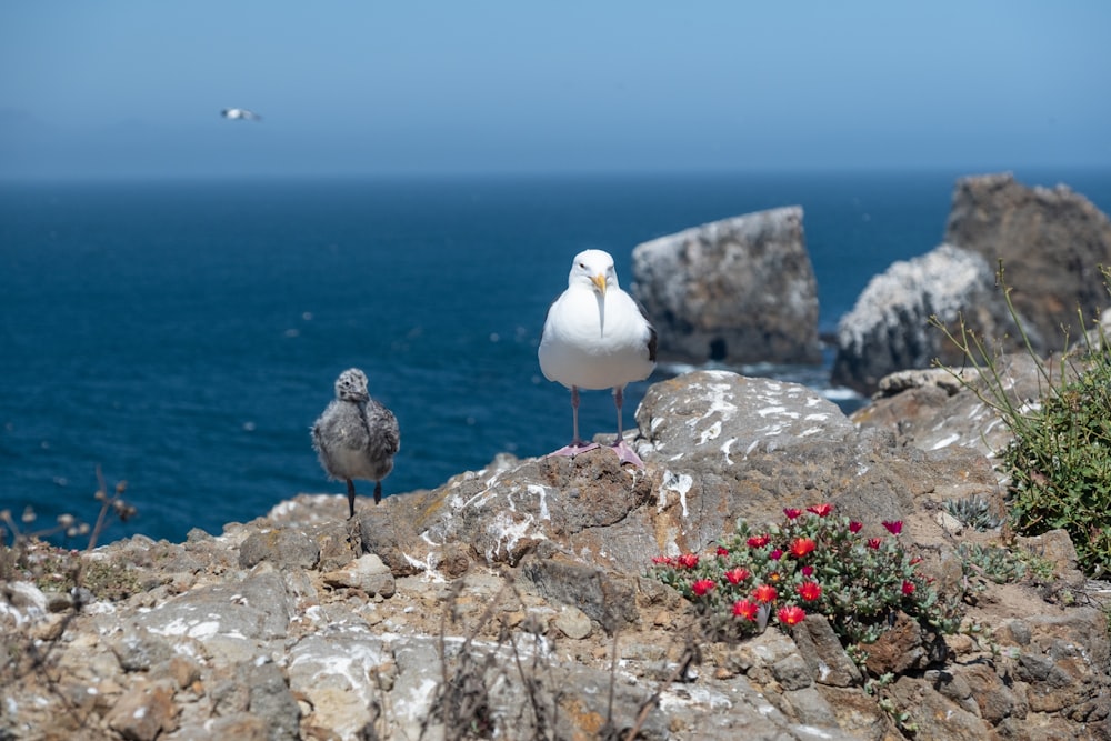 white and gray bird on gray rock near body of water during daytime