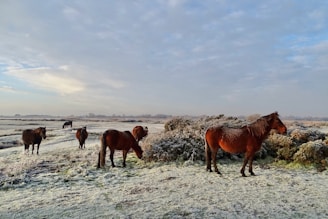 horses on white sand during daytime