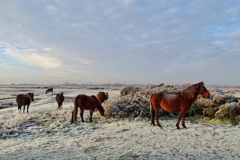 horses on white sand during daytime