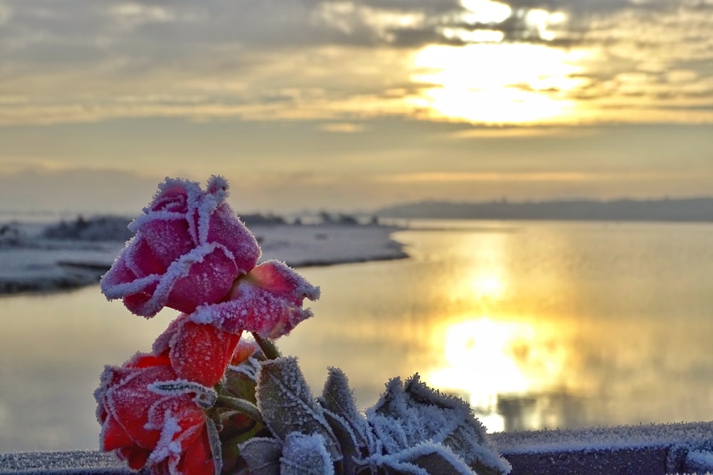 red and green plant covered with snow