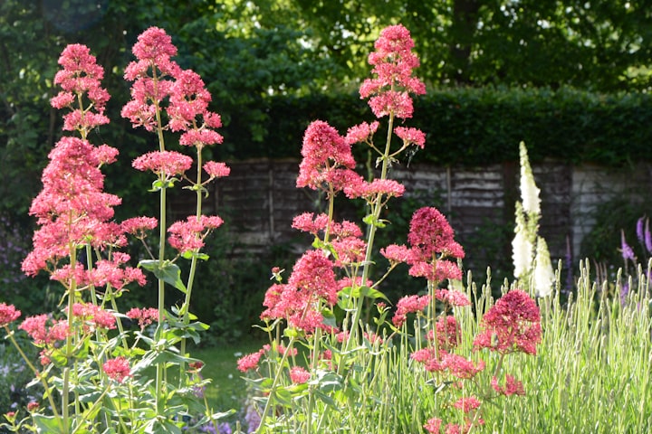 Flowers from home