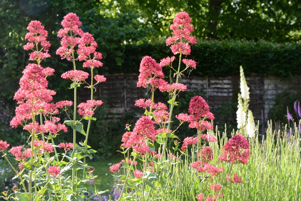 pink flowers with green leaves