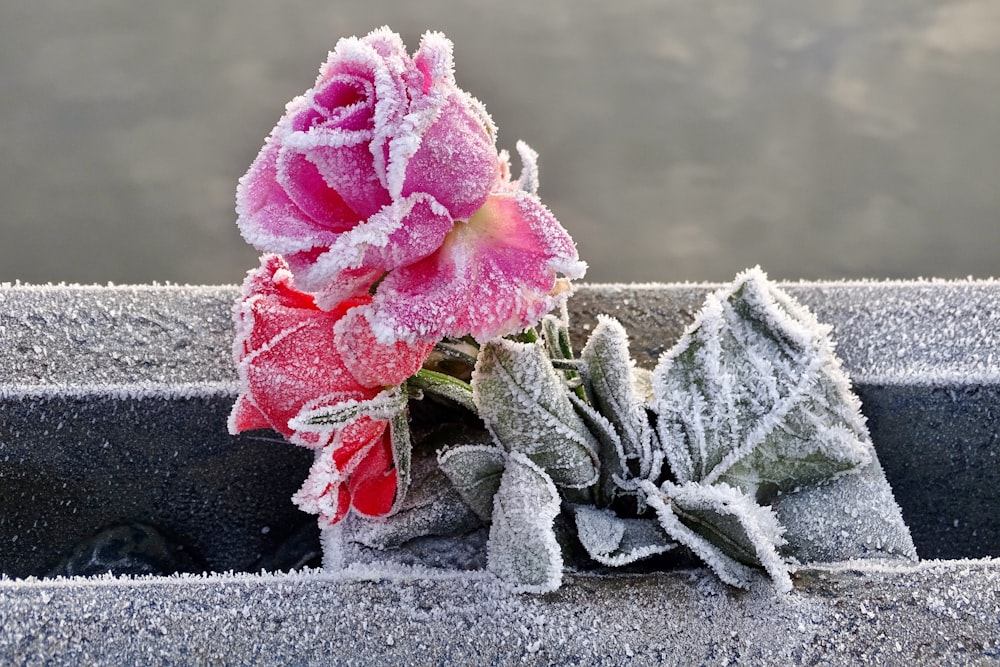 pink rose in black pot