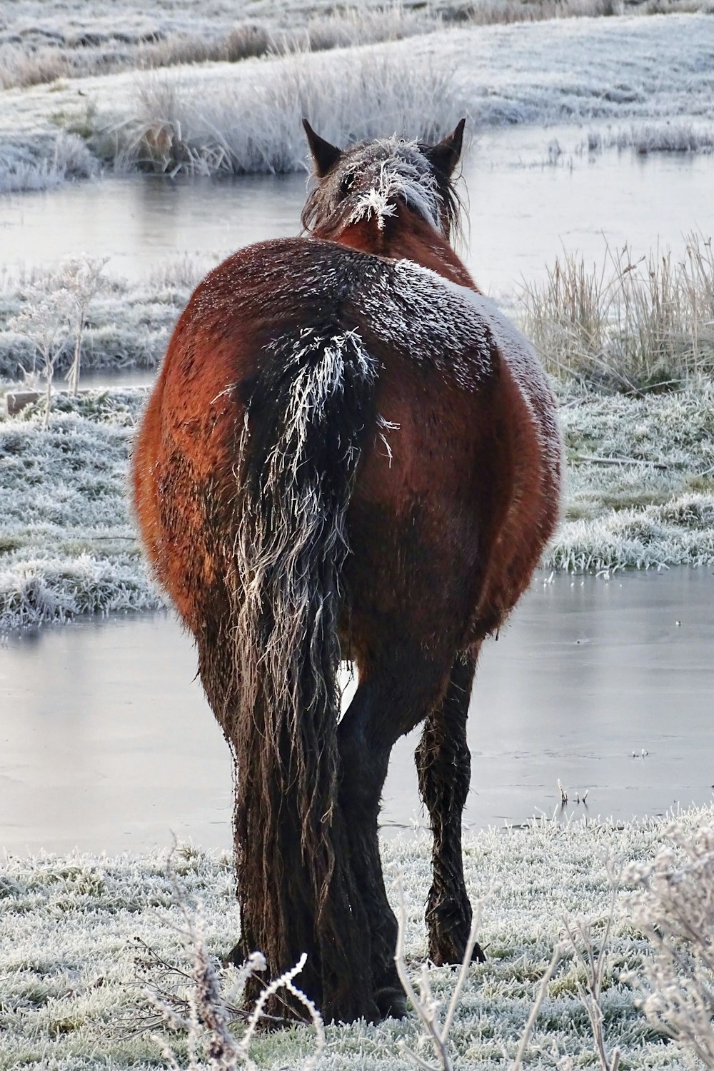 brown horse on white snow covered ground during daytime