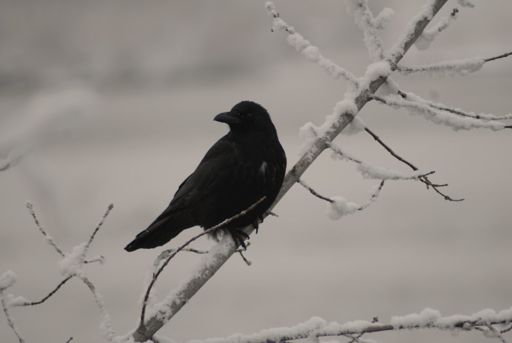 black bird on tree branch during daytime