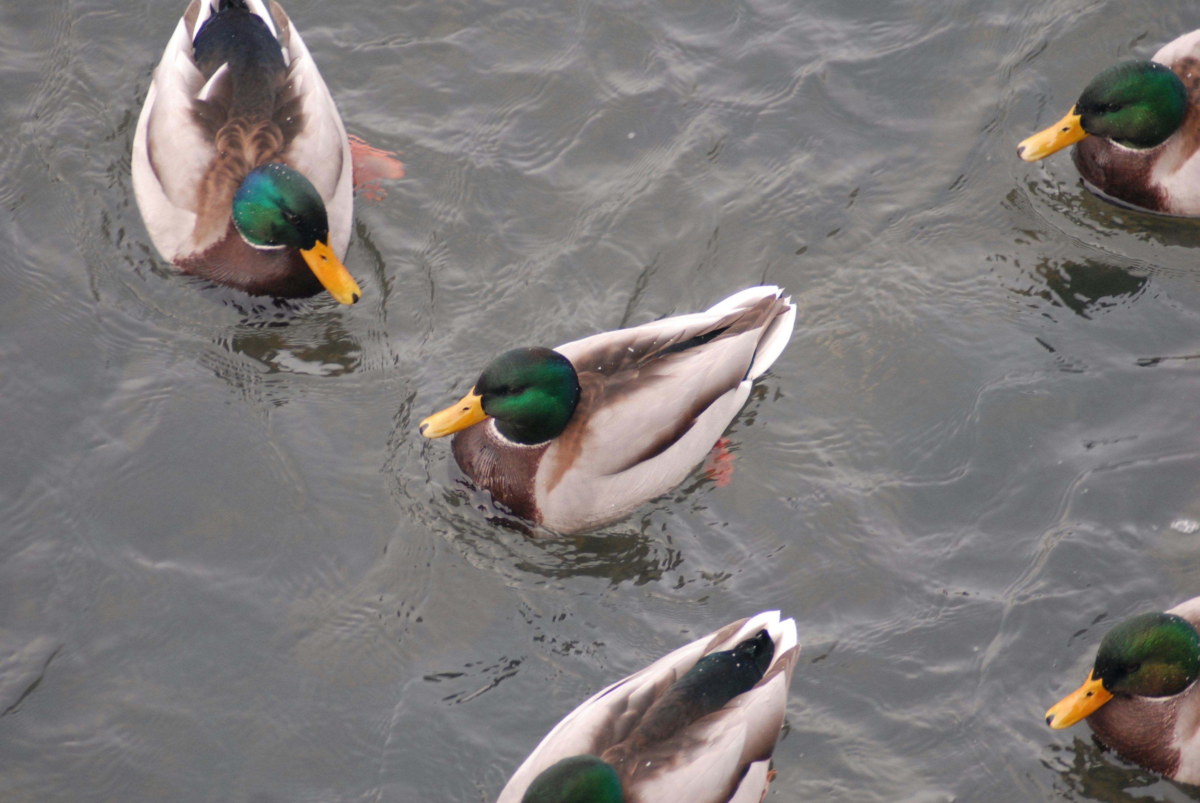 maillot mighty ducks pas cher