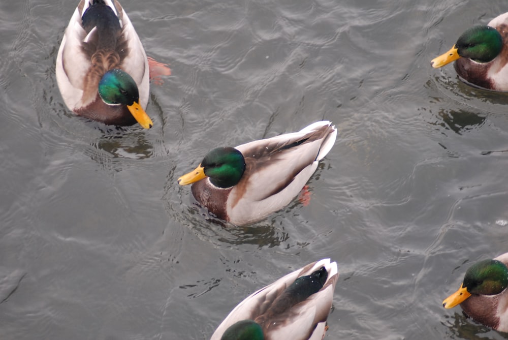 mallard duck on water during daytime