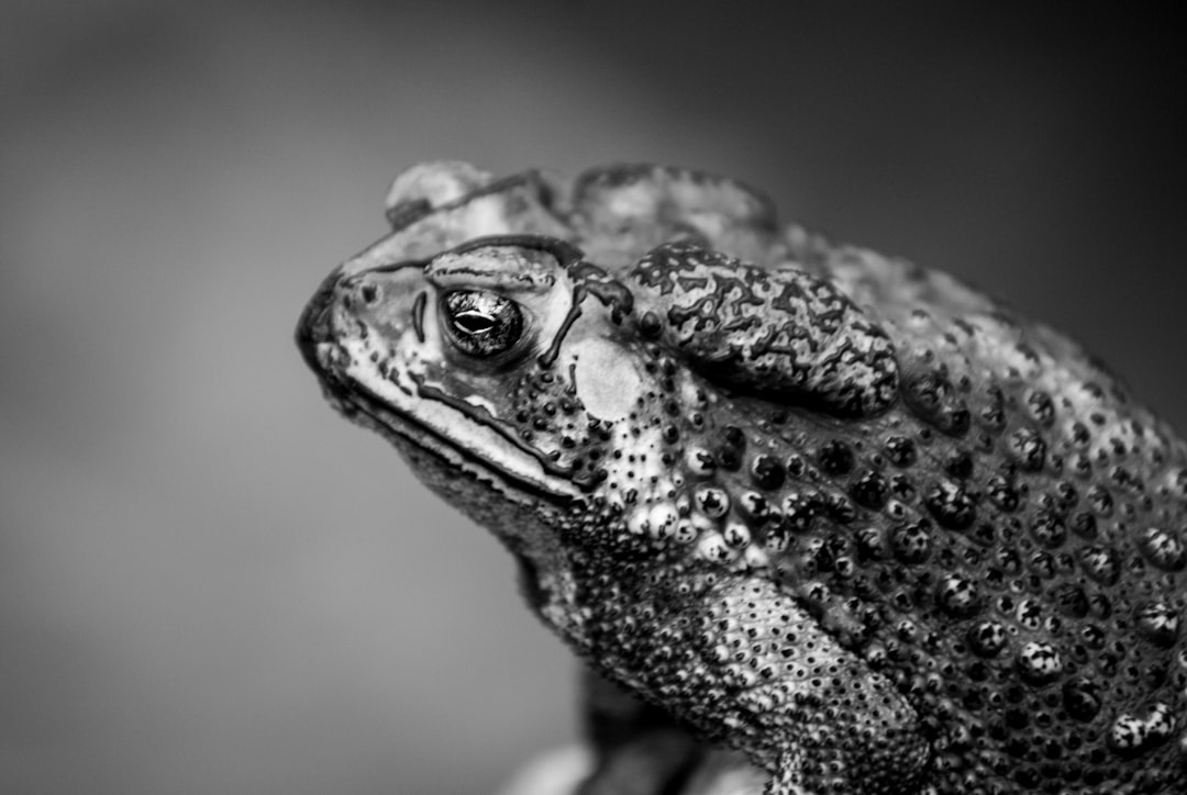 grayscale photo of frog on gray surface
