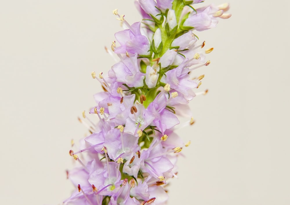 purple and white flowers on white background
