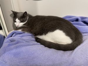 Cozy Cat