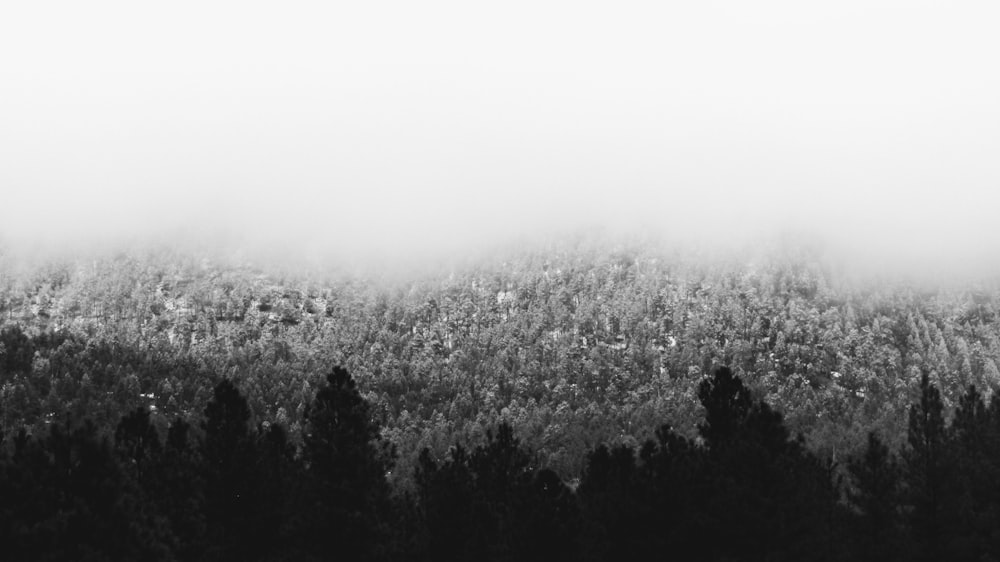 grayscale photo of trees and fog