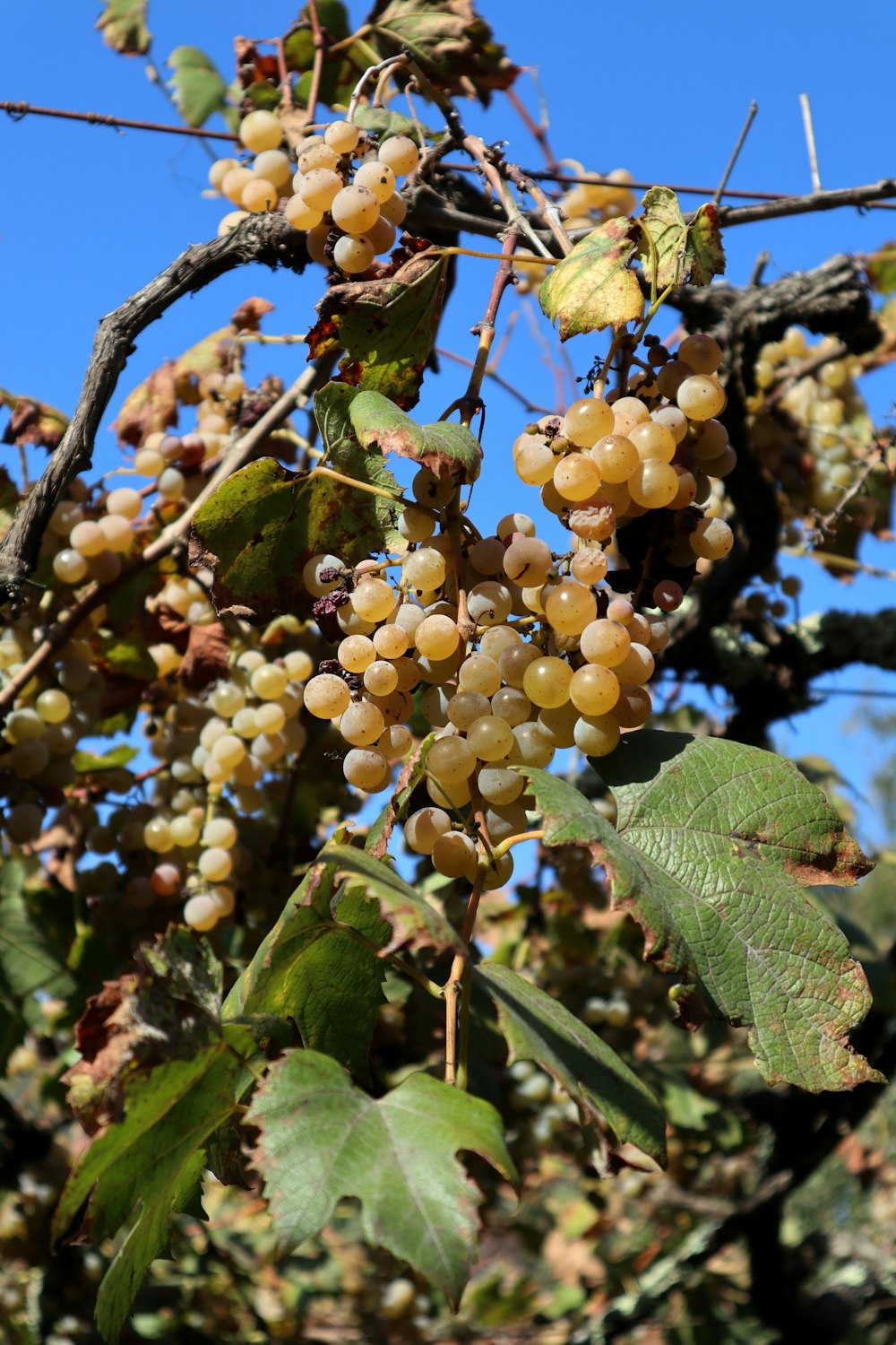 green and brown round fruits
