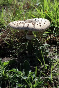 A large mushroom with a wide, flat cap is growing among grass and other small plants. The mushroom has a textured surface with some brown specks on top, and the surrounding grass is green and lush.