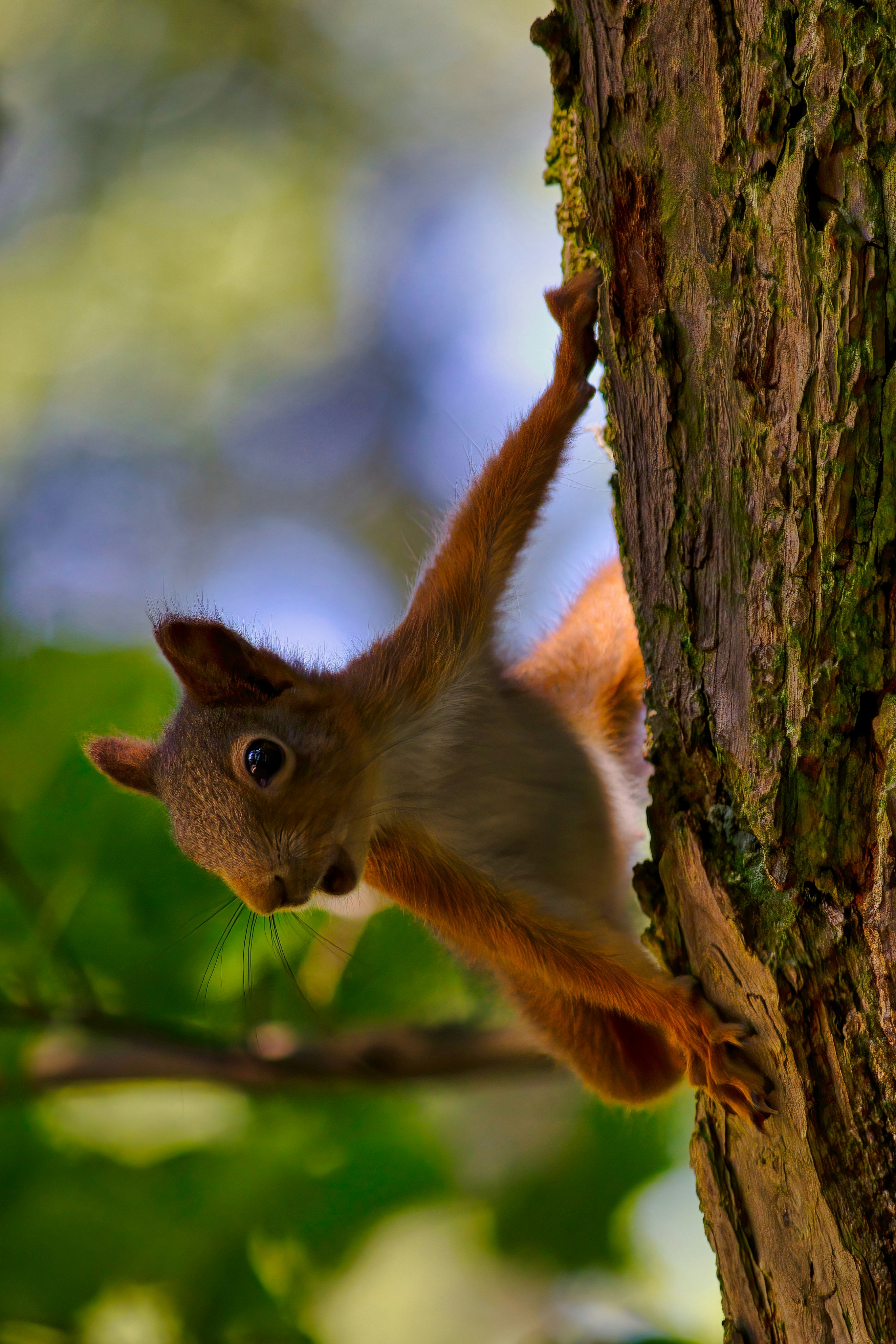 brown and white squirrel on brown tree branch during daytime