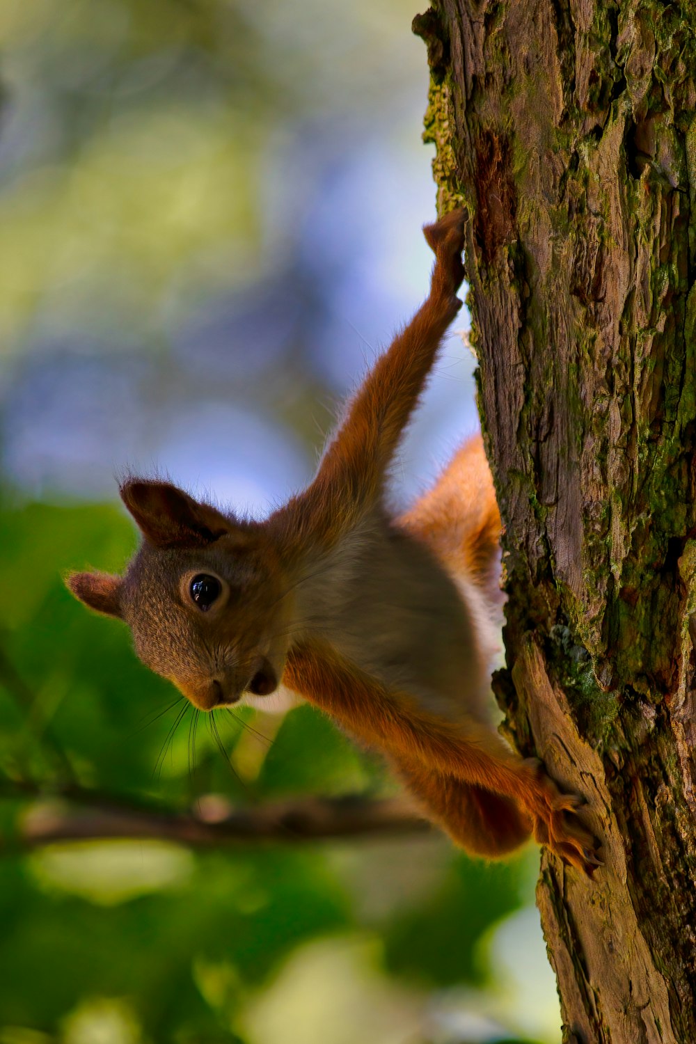 brown and white squirrel on brown tree branch during daytime