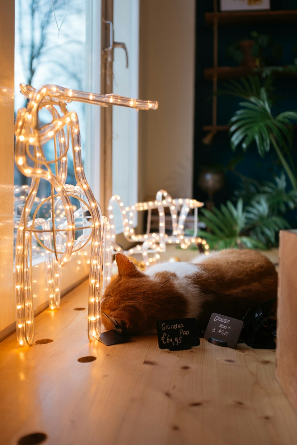 brown and white cat on table