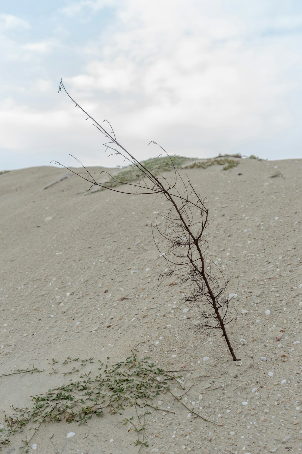 brown leafless tree on white sand