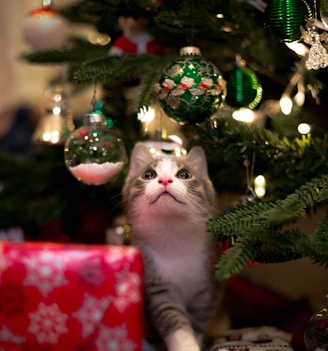 white and gray cat on christmas tree