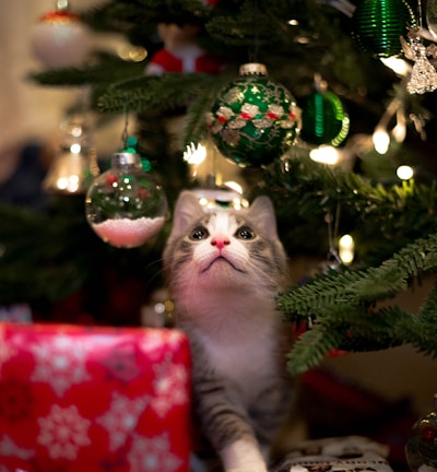 white and gray cat on christmas tree