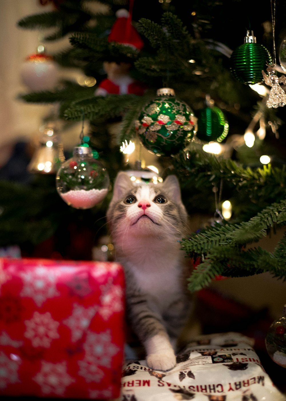 white and gray cat on christmas tree