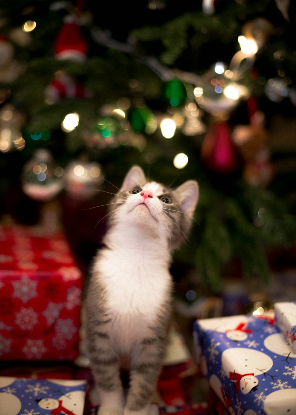 white and gray cat on red and white textile