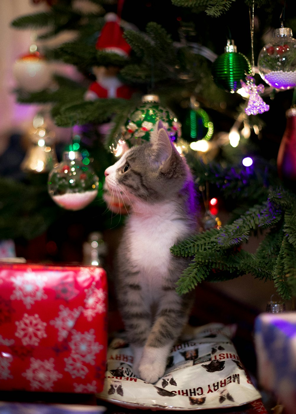 brown tabby cat on christmas tree