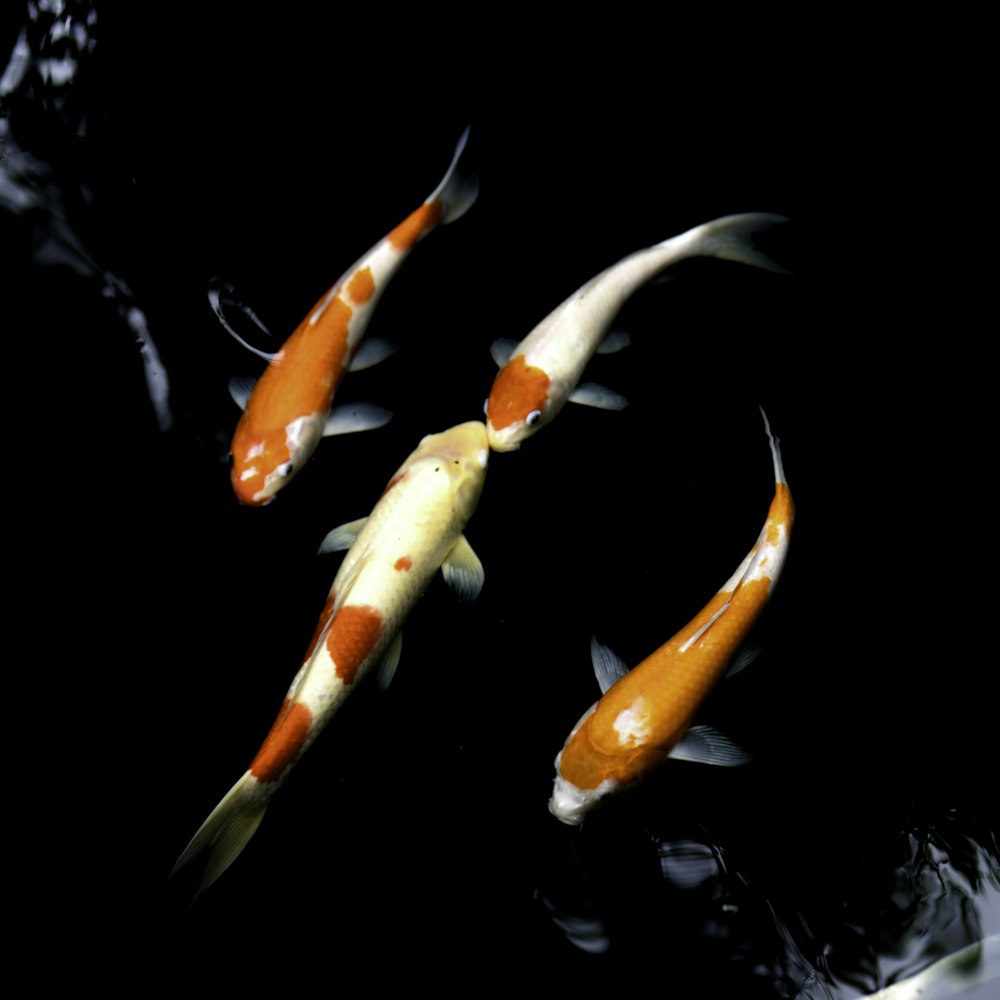 orange und weiße Koi-Fische