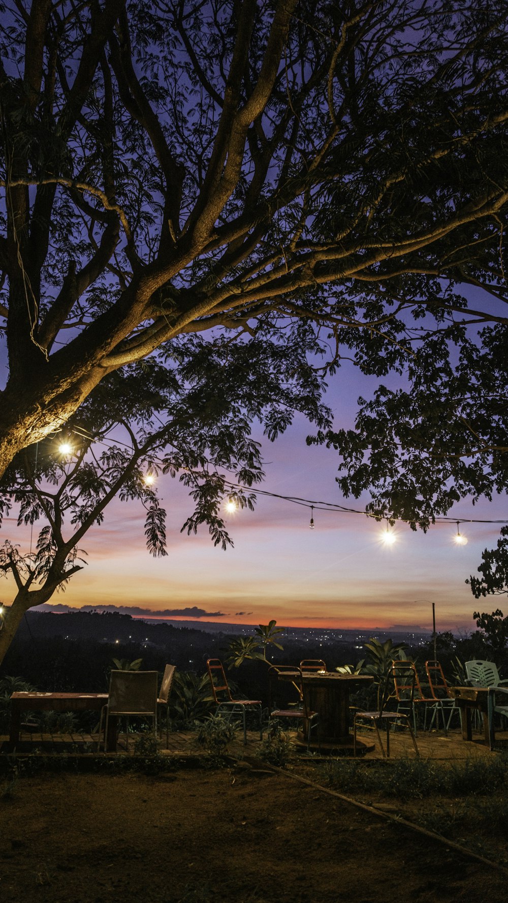 silhouette of trees during sunset