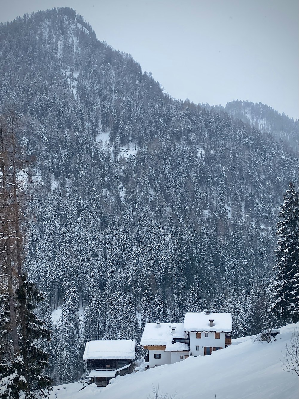 Arbres couverts de neige pendant la journée