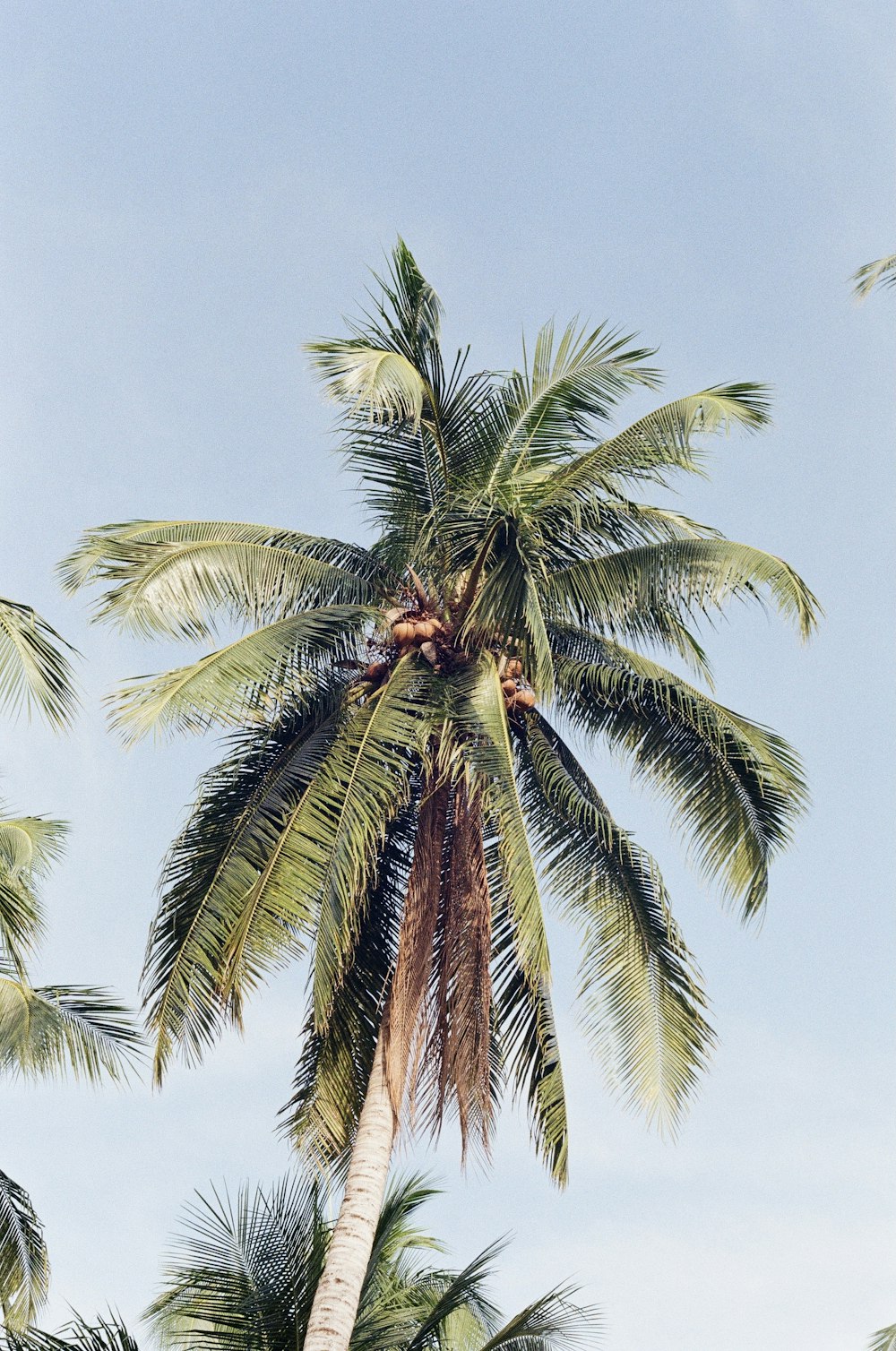 green palm tree under blue sky during daytime