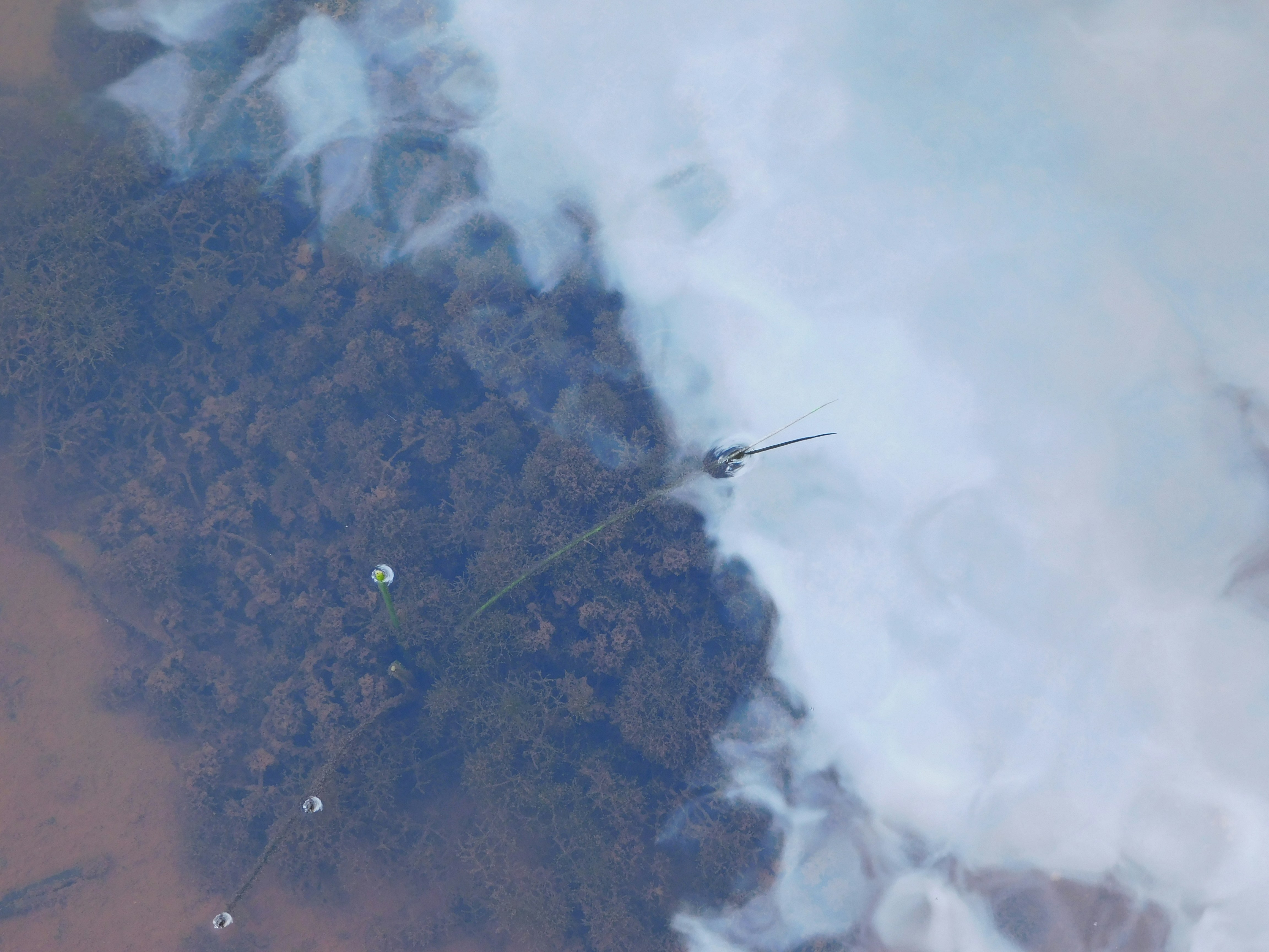 cloud reflections on water