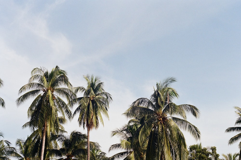 green palm trees under blue sky during daytime