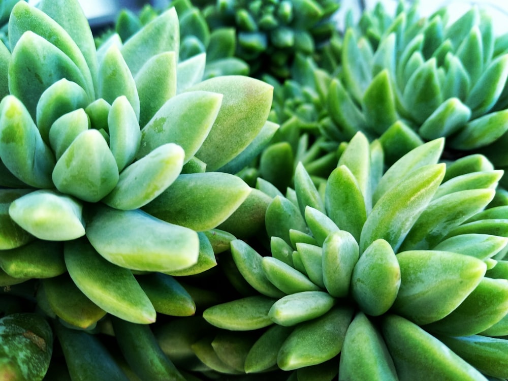 green plant in close up photography