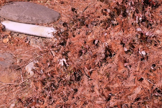 A collection of dry, orange-colored pine needles scattered on the ground surrounds a few rocks, one of which is large and flat while another is cylindrical and lighter in color. The needles are interspersed with small brown leaves, creating a textured and natural arrangement.