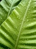 water droplets on green leaf