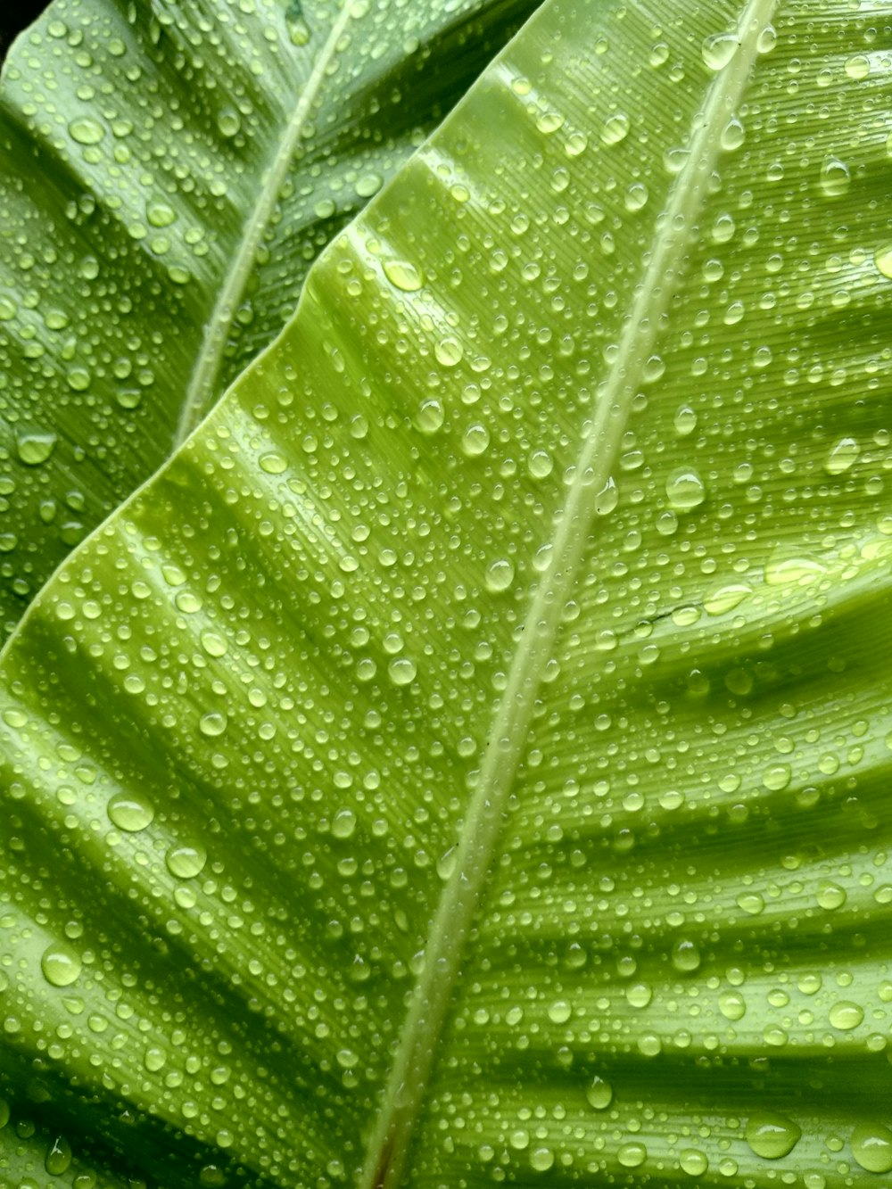 goccioline d'acqua su foglia verde