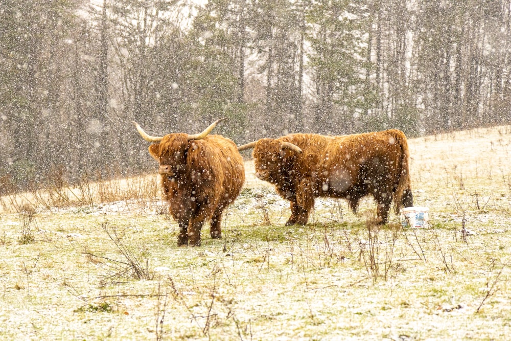 brown bison on brown grass field during daytime